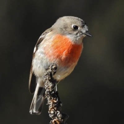 Petroica boodang (Scarlet Robin) at Paddys River, ACT - 6 Jul 2017 by JohnBundock