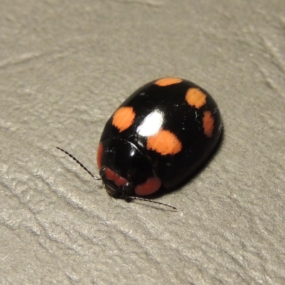 Paropsisterna beata (Blessed Leaf Beetle) at Tharwa, ACT - 30 Jan 2016 by michaelb