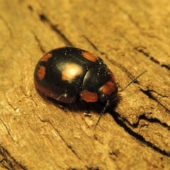 Paropsisterna beata (Blessed Leaf Beetle) at Paddys River, ACT - 1 Jan 2017 by MichaelBedingfield