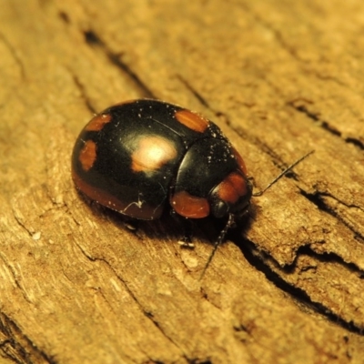 Paropsisterna beata (Blessed Leaf Beetle) at Paddys River, ACT - 1 Jan 2017 by MichaelBedingfield