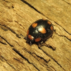 Paropsisterna beata at Paddys River, ACT - 1 Jan 2017