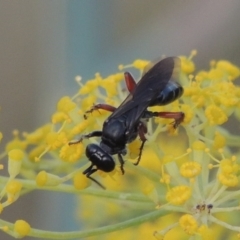 Sphecidae or Crabronidae (families) (Unidentified sand wasp) at Paddys River, ACT - 31 Dec 2015 by MichaelBedingfield