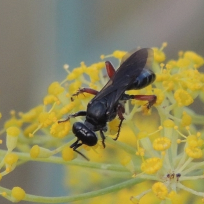 Sphecidae or Crabronidae (families) (Unidentified sand wasp) at Paddys River, ACT - 31 Dec 2015 by michaelb