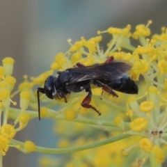 Sphecidae or Crabronidae (families) at Paddys River, ACT - 31 Dec 2015 08:12 PM