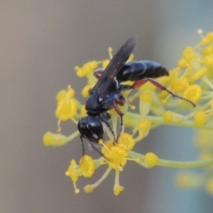 Sphecidae or Crabronidae (families) at Paddys River, ACT - 31 Dec 2015 08:12 PM