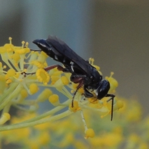 Sphecidae or Crabronidae (families) at Paddys River, ACT - 31 Dec 2015 08:12 PM