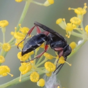 Sphecidae or Crabronidae (families) at Paddys River, ACT - 31 Dec 2015 08:12 PM