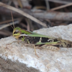 Gastrimargus musicus at Paddys River, ACT - 22 Jan 2017 08:24 PM