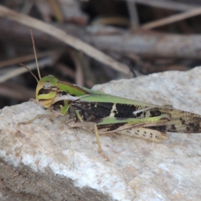 Gastrimargus musicus (Yellow-winged Locust or Grasshopper) at Paddys River, ACT - 22 Jan 2017 by michaelb