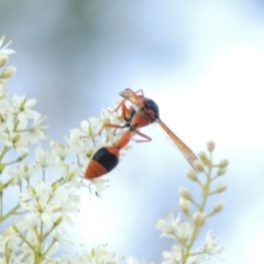 Delta bicinctum (Potter wasp) at Paddys River, ACT - 22 Jan 2017 by MichaelBedingfield