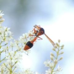 Delta bicinctum (Potter wasp) at Paddys River, ACT - 22 Jan 2017 by michaelb