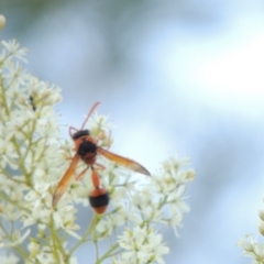 Delta bicinctum at Paddys River, ACT - 22 Jan 2017