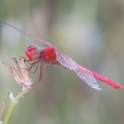 Diplacodes haematodes (Scarlet Percher) at Paddys River, ACT - 22 Jan 2017 by MichaelBedingfield