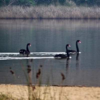 Cygnus atratus (Black Swan) at Bermagui, NSW - 12 May 2017 by RossMannell