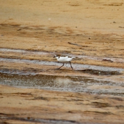 Anarhynchus ruficapillus (Red-capped Plover) at Cuttagee, NSW - 13 May 2017 by RossMannell