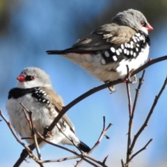 Stagonopleura guttata (Diamond Firetail) at Tennent, ACT - 12 Jul 2017 by JohnBundock