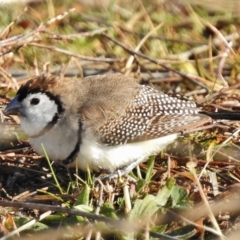 Stizoptera bichenovii (Double-barred Finch) at Tennent, ACT - 12 Jul 2017 by JohnBundock