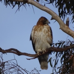Hieraaetus morphnoides (Little Eagle) by roymcd