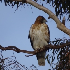 Hieraaetus morphnoides (Little Eagle) at Garran, ACT - 13 Jul 2017 by roymcd