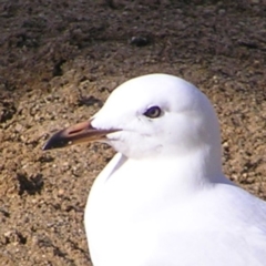 Chroicocephalus novaehollandiae (Silver Gull) at Greenway, ACT - 13 Jul 2017 by MatthewFrawley