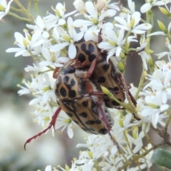 Neorrhina punctatum (Spotted flower chafer) at Paddys River, ACT - 22 Jan 2017 by MichaelBedingfield