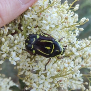 Eupoecila australasiae at Paddys River, ACT - 22 Jan 2017