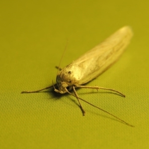 Philobota productella at Tharwa, ACT - 31 Oct 2016 10:33 PM