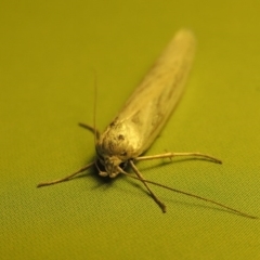 Philobota productella at Tharwa, ACT - 31 Oct 2016 10:33 PM