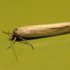 Philobota productella at Tharwa, ACT - 31 Oct 2016 10:33 PM