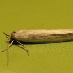 Philobota productella at Tharwa, ACT - 31 Oct 2016 10:33 PM