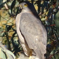 Tachyspiza fasciata (Brown Goshawk) at Red Hill, ACT - 14 Jul 2017 by roymcd