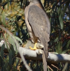 Accipiter fasciatus at Red Hill, ACT - 14 Jul 2017