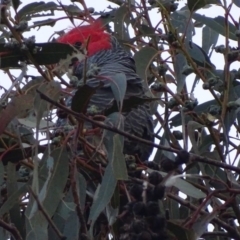 Callocephalon fimbriatum (Gang-gang Cockatoo) at Red Hill, ACT - 13 Jul 2017 by roymcd