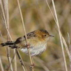 Cisticola exilis (Golden-headed Cisticola) at Fyshwick, ACT - 12 Jul 2017 by roymcd