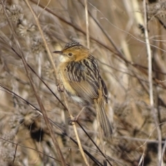 Cisticola exilis at Fyshwick, ACT - 12 Jul 2017