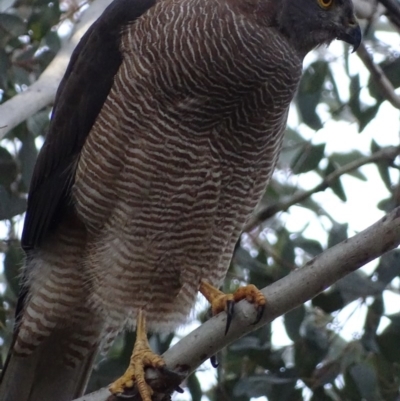 Tachyspiza fasciata (Brown Goshawk) at Red Hill, ACT - 12 Jul 2017 by roymcd