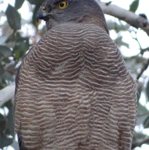 Accipiter fasciatus at Red Hill, ACT - 12 Jul 2017