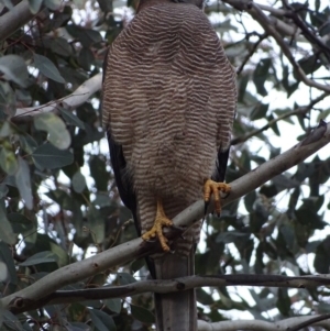 Accipiter fasciatus at Red Hill, ACT - 12 Jul 2017