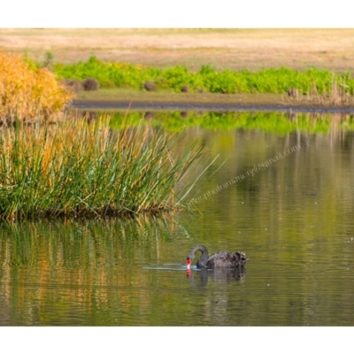 Cygnus atratus (Black Swan) at Millingandi, NSW - 13 Jul 2017 by JulesPhotographer