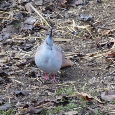 Ocyphaps lophotes (Crested Pigeon) at Oxley, ACT - 13 Jul 2017 by ozza