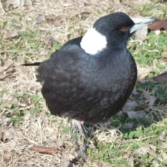 Gymnorhina tibicen (Australian Magpie) at Tuggeranong Creek to Monash Grassland - 13 Jul 2017 by ozza