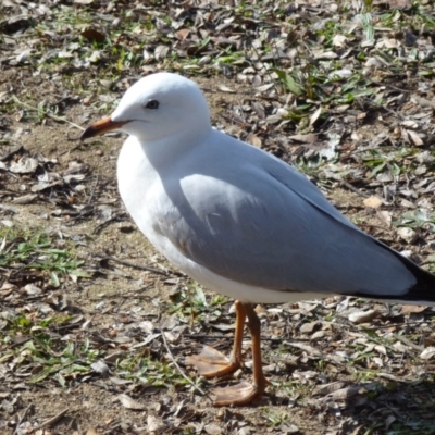 Chroicocephalus novaehollandiae (Silver Gull) at Greenway, ACT - 13 Jul 2017 by ozza