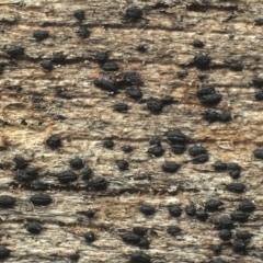 Hysterium angustatum at Belconnen, ACT - 11 Jun 2017 by Heino
