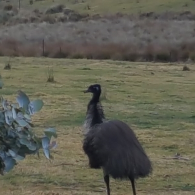 Dromaius novaehollandiae (Emu) at Nullica, NSW - 13 Jul 2017 by DebLewis