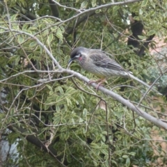 Anthochaera carunculata (Red Wattlebird) at Monash, ACT - 28 Jun 2017 by ozza