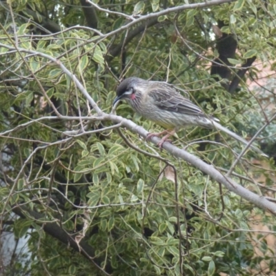 Anthochaera carunculata (Red Wattlebird) at Monash, ACT - 28 Jun 2017 by ozza