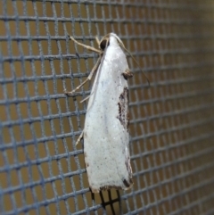 Tymbophora peltastis (A Xyloryctid moth (Xyloryctidae)) at Conder, ACT - 21 Feb 2017 by michaelb