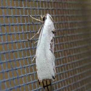 Tymbophora peltastis at Conder, ACT - 21 Feb 2017 10:50 PM