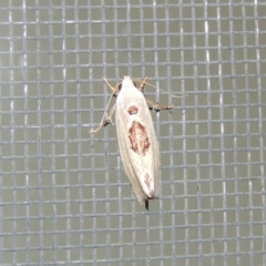 Tymbophora peltastis at Conder, ACT - 21 Feb 2017