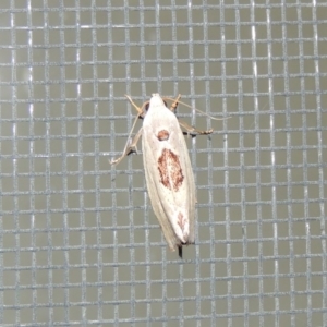 Tymbophora peltastis at Conder, ACT - 21 Feb 2017 10:50 PM